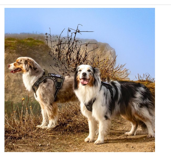 Affordable No Pull Dog Harness UK Under £25 – Best for Large